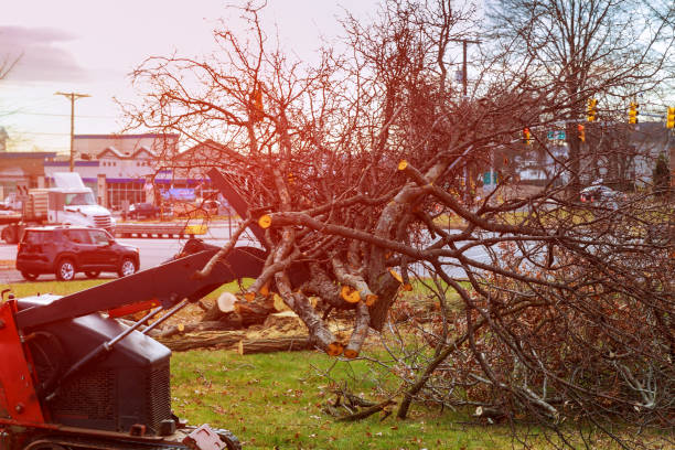 How Our Tree Care Process Works  in  Portage, MI