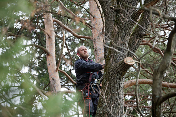 Best Utility Line Clearance  in Portage, MI